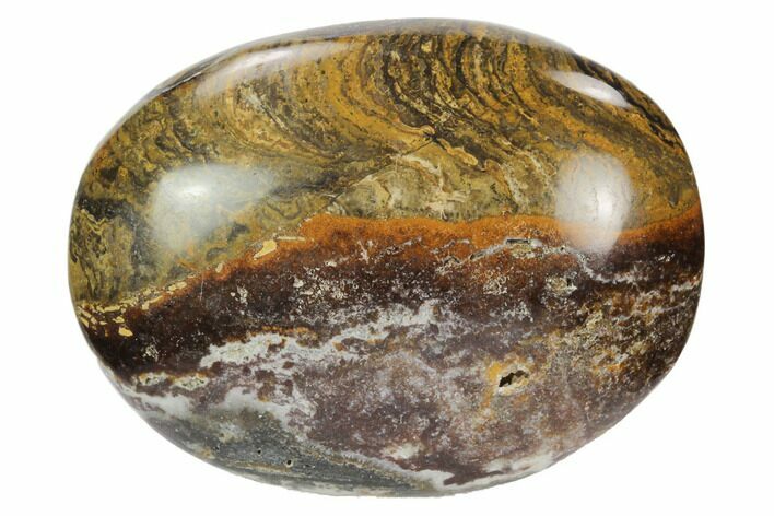 Polished Stromatolite (Greysonia) Pebble - Bolivia #126345
